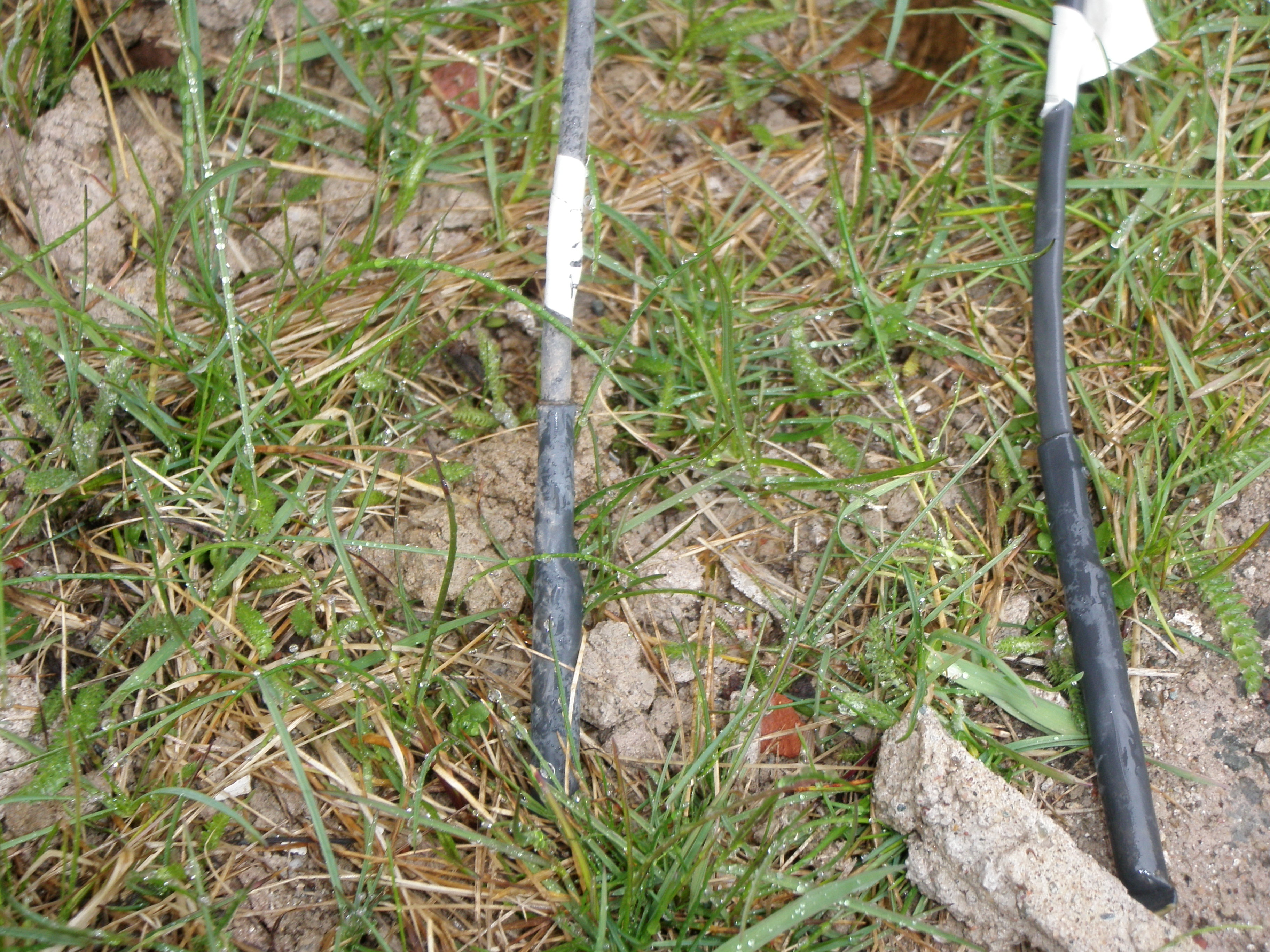 Soil temperature probe inserted into soil for EC and salinity checks